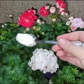 1 ч. л. у воду — і герань оживає на очах! Листя більше не жовтіє, а квіти лізуть без зупинки