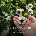 Чому у полуниці чорніє цвіт, та що робити, щоб не залишитись без врожаю