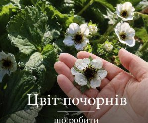 Чому у полуниці чорніє цвіт, та що робити, щоб не залишитись без врожаю