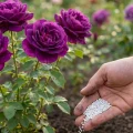 Розкішні троянди все літо: чим підживити у травні, щоб клумба виглядала як з журналу