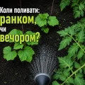 Коли краще поливати огірки та помідори: вранці чи ввечері? Агрономи дали чітку відповідь