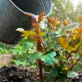 Троянди будуть вкриті великими квітами весь сезон: чим і коли підживлювати кущі