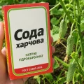 Огіркам потрібна сода: для чого, та як правильно її застосовувати, щоб мати гарний врожай