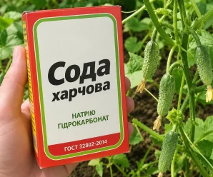 Огіркам потрібна сода: для чого, та як правильно її застосовувати, щоб мати гарний врожай