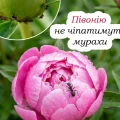 Мурахи залишать ваші півонії в спокої. Дієві способи захистити квітку