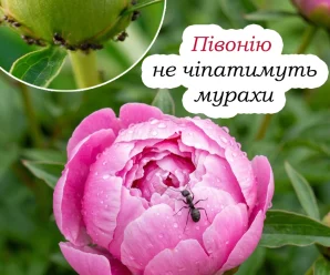 Мурахи залишать ваші півонії в спокої. Дієві способи захистити квітку