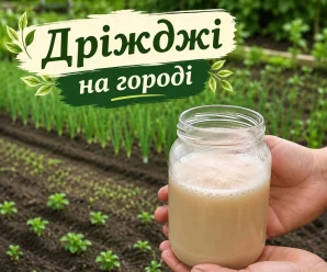 Дріжджове підживлення: натуральний стимулятор росту для овочів і квітів