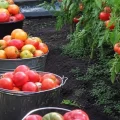 Урожай збираю відрами! Томати, які мені порекомендували в магазині — до 25 плодів з куща!