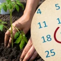 Сприятливі дні для висадки помідорів у травні: як отримати врожай на все літо