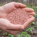 Як правильно використовувати нітроамофоску на городі: які рослини можна підживлювати нею, а які ні