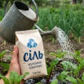 Чому досвідчені городники поливають буряки солоною водою: 4 вагомі причини спробувати цей метод