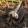 Коли копати часник: ознаки, які підкажуть, що настав правильний момент