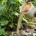 5 порад, щоб на огірках було багато зав’язі та щедрий врожай