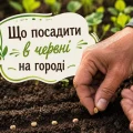 Сприятливі дні для посадки у червні 2026 року: що ще можна сіяти, а з чим уже запізно