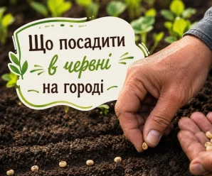 Сприятливі дні для посадки у червні 2026 року: що ще можна сіяти, а з чим уже запізно