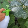 Борошниста роса не буде чіпати огірки, якщо обприскати рослину цим розчином на початку росту