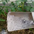 Три ключові підживлення томатів у червні для великих і солодких плодів