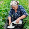 Добриво для швидкого зростання огірків. Як правильно підживлювати, щоб збирати врожай відрами