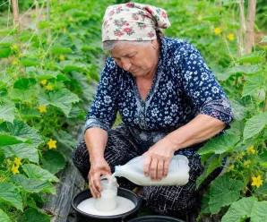 Добриво для швидкого зростання огірків. Як правильно підживлювати, щоб збирати врожай відрами