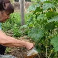 Огірки родитимуть усе літо: просте підживлення, яке радять досвідчені городники