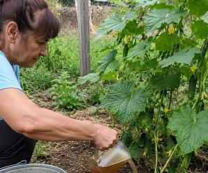 Огірки родитимуть усе літо: просте підживлення, яке радять досвідчені городники