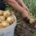 Цибуля пролежить до весни: коли і як збирати урожай у 2026 році