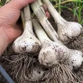 Не запізніться зі збиранням часнику: саме від цього залежить, чи пролежить він до весни