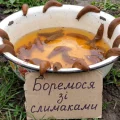 Слимаки зникають з городу: простий спосіб, який справді працює