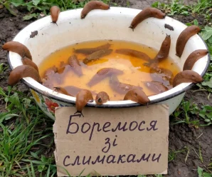 Слимаки зникають з городу: простий спосіб, який справді працює