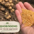 Посійте це після картоплі — і навесні ґрунт буде зовсім іншим: 4 сидерати, про які варто знати