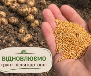 Посійте це після картоплі — і навесні ґрунт буде зовсім іншим: 4 сидерати, про які варто знати