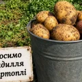 Не поспішайте копати картоплю! Ось чому на початку серпня варто обрізати бадилля