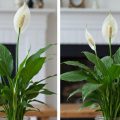 Найповніша інструкція по догляду за лілією миру (Spathiphyllum): усе, що потрібно знати
