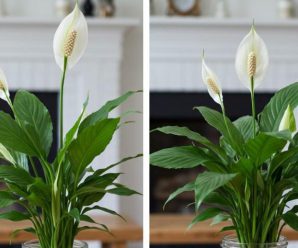 Найповніша інструкція по догляду за лілією миру (Spathiphyllum): усе, що потрібно знати
