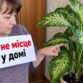 5 кімнатних рослин, з якими варто бути обережними: особливо якщо вдома є діти або тварини