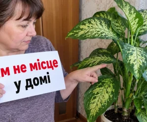 5 кімнатних рослин, з якими варто бути обережними: особливо якщо вдома є діти або тварини