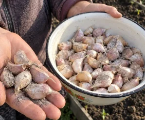 Не садіть озимий часник просто з кошика: як правильно підготувати зубчики, щоб наступного літа отримати великі головки