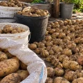 Не поспішайте одразу нести картоплю в льох: одна помилка після викопування — і взимку бульби почнуть гнити та проростати