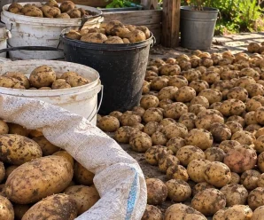 Не поспішайте одразу нести картоплю в льох: одна помилка після викопування — і взимку бульби почнуть гнити та проростати