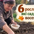 Посадіть ці 7 культур під зиму — і навесні отримаєте ранню зелень та овочі зі своєї грядки