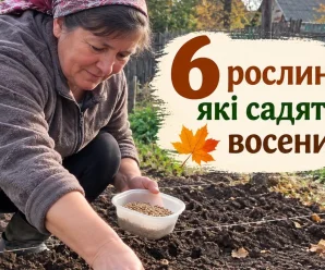 Посадіть ці 7 культур під зиму — і навесні отримаєте ранню зелень та овочі зі своєї грядки