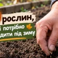 Посадіть ці 7 культур восени — і навесні отримаєте перший урожай значно раніше