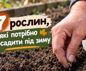 Посадіть ці 7 культур восени — і навесні отримаєте перший урожай значно раніше