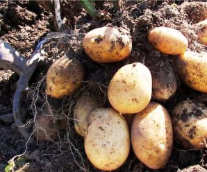 Коли насправді потрібно викопувати картоплю: три головні ознаки