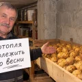 Як зберігати картоплю, щоб вона не гнила й не проростала: 6 простих правил