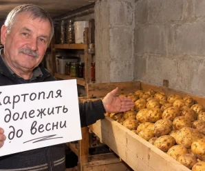 Як зберігати картоплю, щоб вона не гнила й не проростала: 6 простих правил