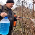 Що зробити з виноградом після збору врожаю, щоб лоза добре перезимувала
