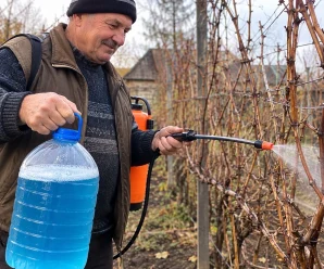 Що зробити з виноградом після збору врожаю, щоб лоза добре перезимувала