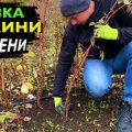 6 важливих етапів підготовки малини до зими: що потрібно зробити восени для гарного врожаю