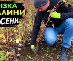 6 важливих етапів підготовки малини до зими: що потрібно зробити восени для гарного врожаю